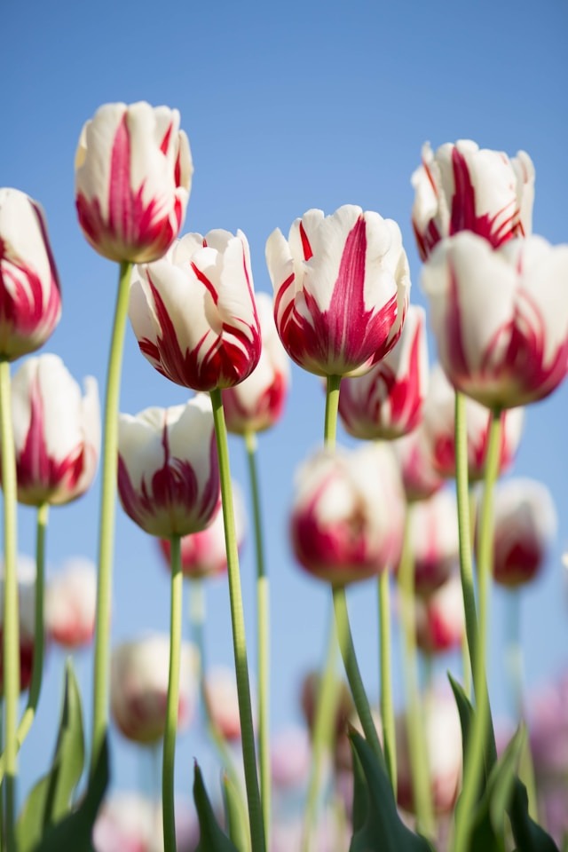czy można dać tulipany na przeprosiny